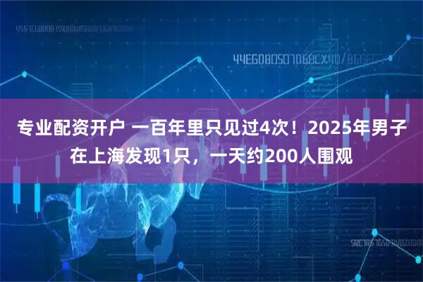 专业配资开户 一百年里只见过4次！2025年男子在上海发现1只，一天约200人围观